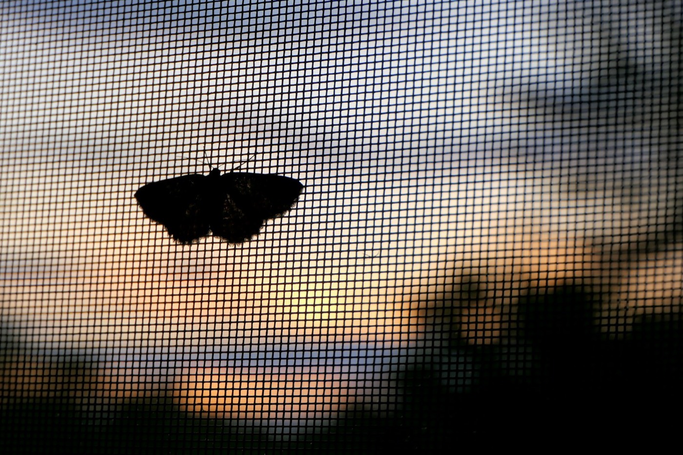 Falter sitzt außen auf einem Fliegengitter am Fenster